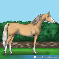 Horse Color:Palomino Dun Splash