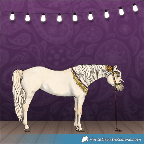 Horse Color:Palomino Roan Dun 