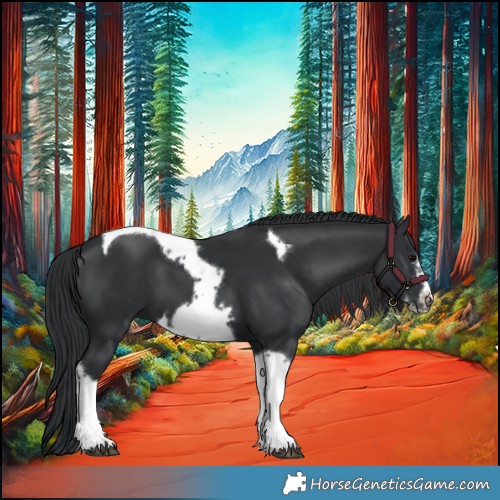 Horse Color:Black Tobiano Frame 