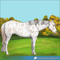 Horse Color:Amber Champagne Sabino Tobiano Near Leopard  and Amber Champagne Sabino Tobiano Near Leopard 