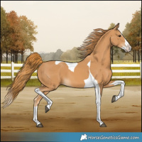 Horse Color:Chestnut Splash Tobiano 