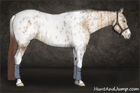 Horse Color:Amber Champagne Sabino Tobiano Near Leopard  and Amber Champagne Dun Sabino Tobiano Near Leopard 