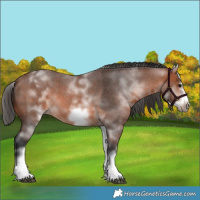 Horse Color:White Spotted Bay Roan Frame 