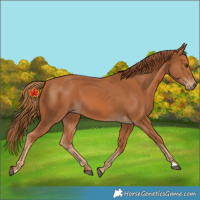 Horse Color:Unknown 