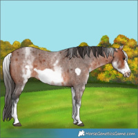 Horse Color:White Spotted Bay Roan Frame 