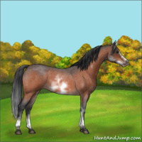 Horse Color:White Spotted Bay Roan Frame 