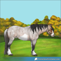 Horse Color:White Spotted Brown Roan Frame