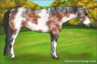 Horse Color:White Spotted Brown Roan Frame