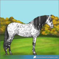 Horse Color:Blue Roan Appaloosa