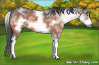 Horse Color:White Spotted Brown Roan Frame 