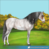 Horse Color:White Spotted Brown Roan Frame