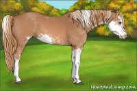 Horse Color:Chestnut Sabino