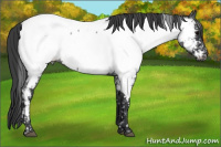Horse Color:Blue Roan Near Fewspot