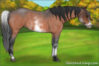 Horse Color:White Spotted Bay Roan Frame 