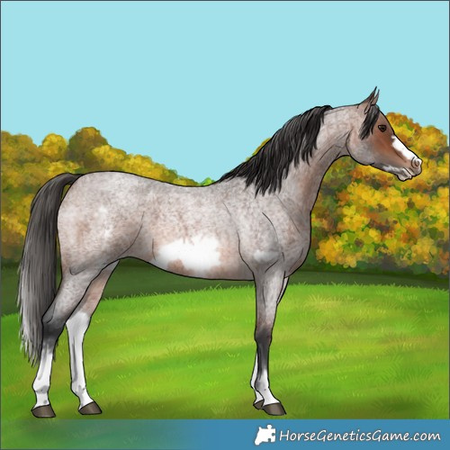 Horse Color:Unknown 