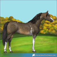 Horse Color:Buckskin Dun Tobiano 