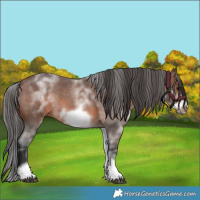 Horse Color:White Spotted Brown Roan Frame
