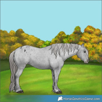 Horse Color:Black Appaloosa