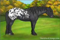 Horse Color:Black Appaloosa 