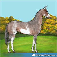 Horse Color:Unknown 