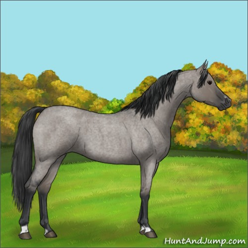 Horse Color:Grullo Roan Sabino Rabicano