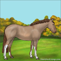 Horse Color:Red Dun 