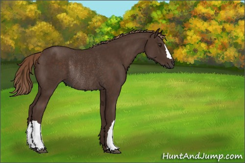 Horse Color:Liver Chestnut Rabicano
