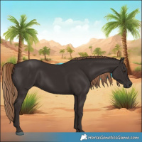 Horse Color:Liver Chestnut Rabicano 