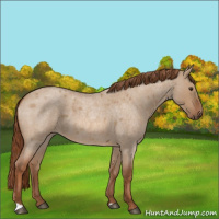 Horse Color:Red Dun Roan 