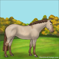 Horse Color:Red Dun 