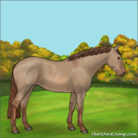 Horse Color:Red Dun 
