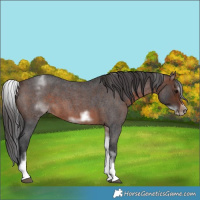 Horse Color:White Spotted Brown Roan Frame 