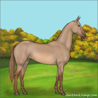 Horse Color:Red Dun 