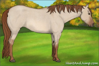Horse Color:Red Dun Roan 