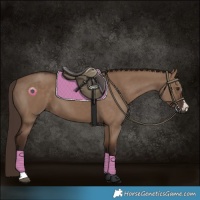 Horse Color:Liver Red Dun 
