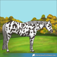 Horse Color:Liver Chestnut Near Leopard 