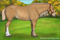 Horse Color:Palomino Rabicano 