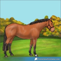 Horse Color:Bay 