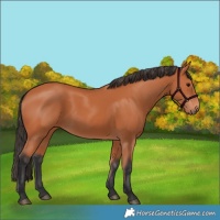 Horse Color:Bay 