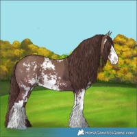 Horse Color:Chocolate Grullo Sabino 