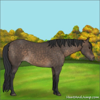 Horse Color:Brown Dun 