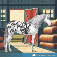 Horse Color:Black Appaloosa 