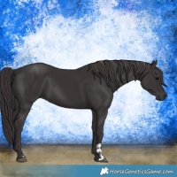 Horse Color:Smoky Black  and Smoky Black 