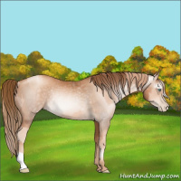 Horse Color:Gold Champagne Pearl Rabicano and Gray Gold Champagne Pearl Rabicano