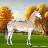 Horse Color:Bay Dun Splash and Red Dun Splash
