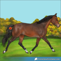 Horse Color:Unknown 