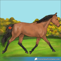 Horse Color:Unknown 