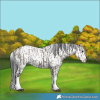 Horse Color:Grullo Sabino Splash  and Grullo Sabino Splash 
