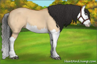 Horse Color:Bay Dun Splash 