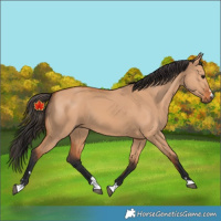 Horse Color:Unknown 
